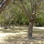 Tree filled yard on the Mithril Standard Poodle property
