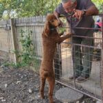 Eliza - Mother to Apricot Poodle Puppies