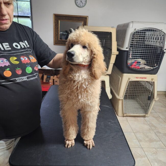 Mac-and-Elisa (Female Puppy)