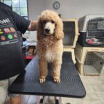 Mac and Elisa (Male Puppy)